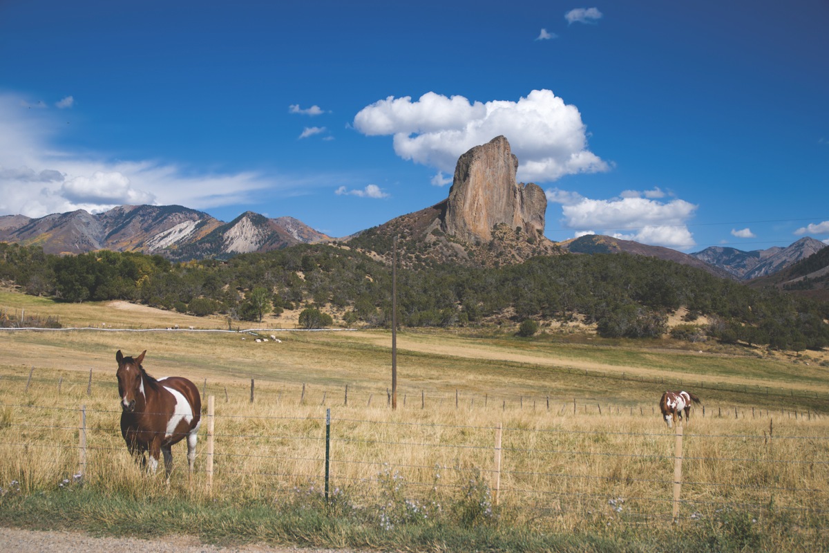 Crawford Needle And Horses